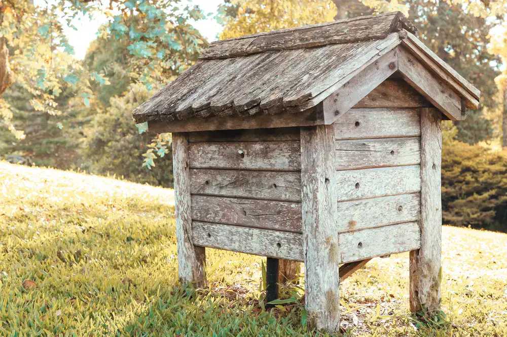 Sunlit apiary showing a newly adopted hive