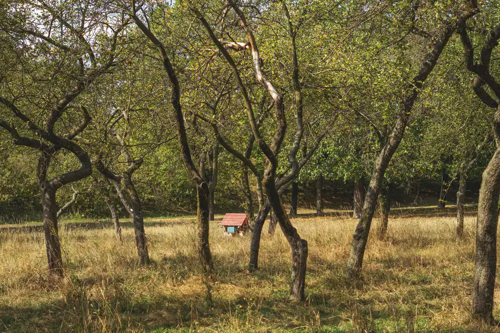 Golden late summer sunlight hitting wooden beehives