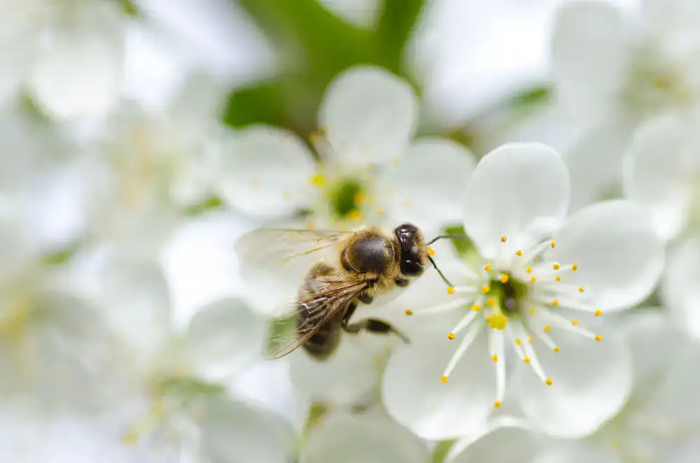 Bees buzzing around bright spring blossoms