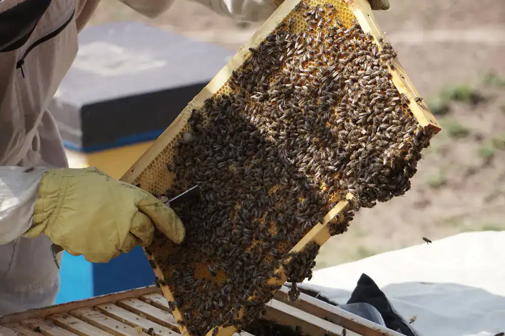 Close up of a beekeeper inspecting a honeycomb frame
