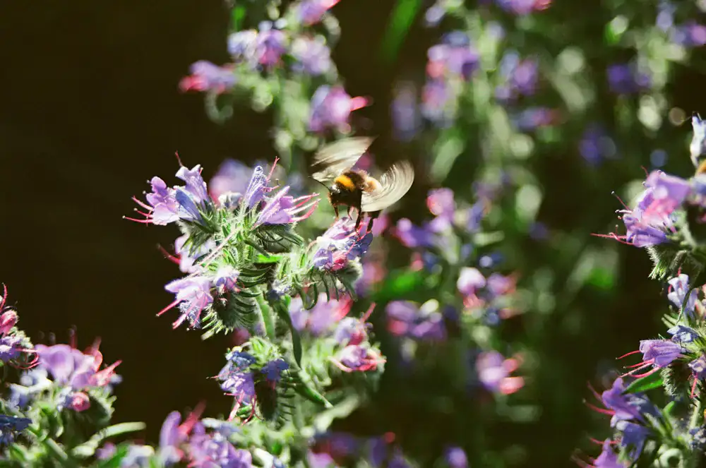 Bees foraging on vibrant urban flora