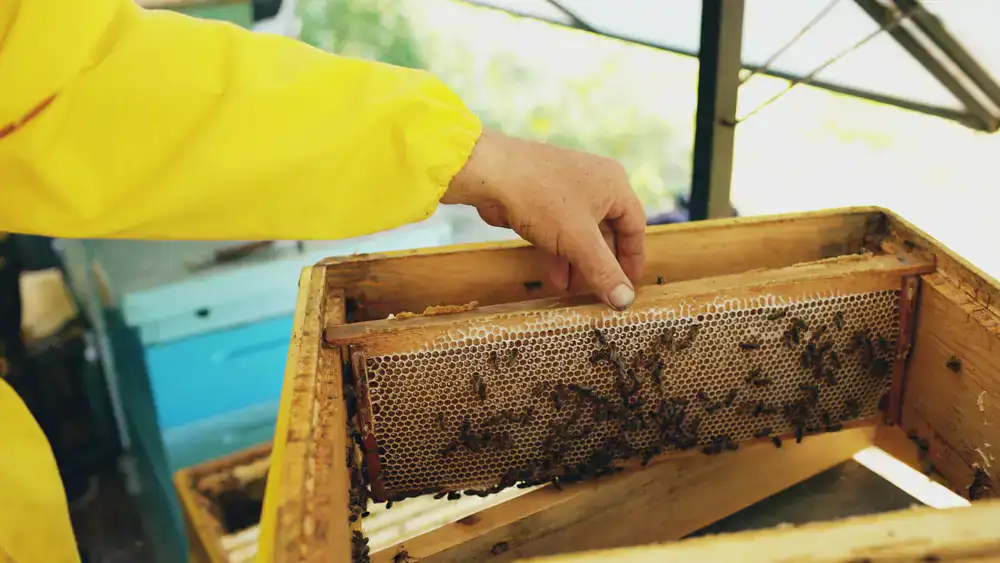 Beekeeper inspecting a frame of honeycomb