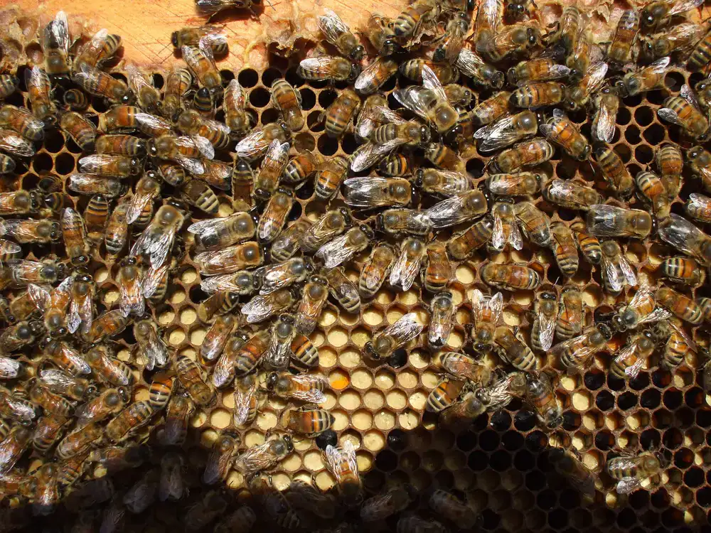 Close up of bees working on a honeycomb