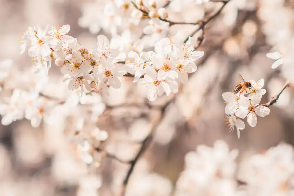 Spring Blossom Reserve honey jar